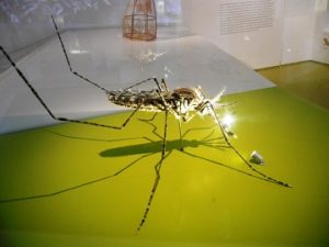 chikungunya