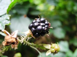 Termogenesi indotta dalla dieta